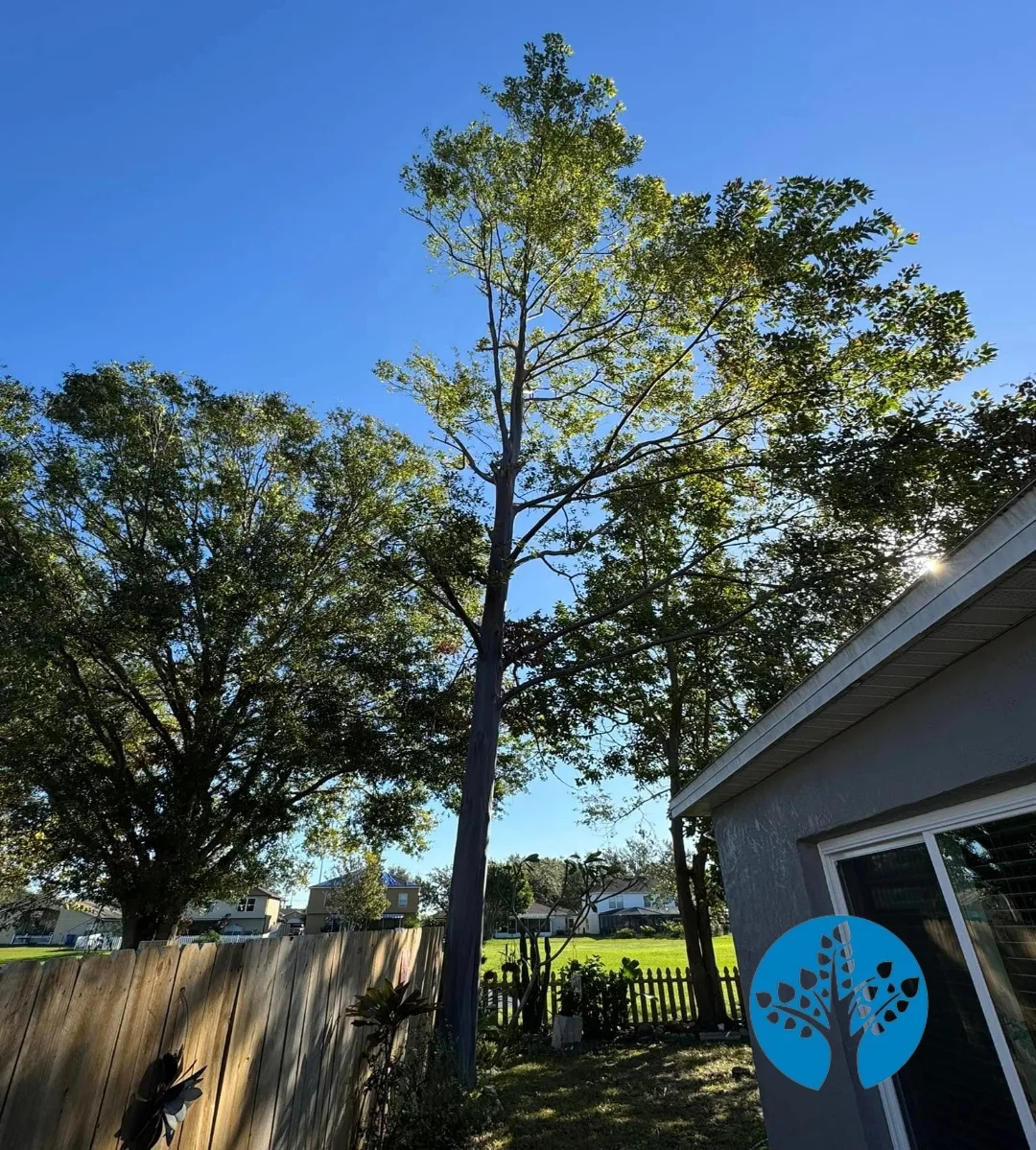 Tree Care Maroochydore