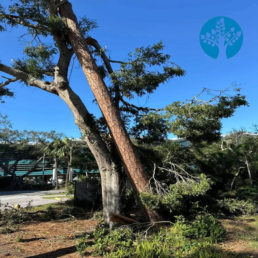 Tree Removal Maroochydore