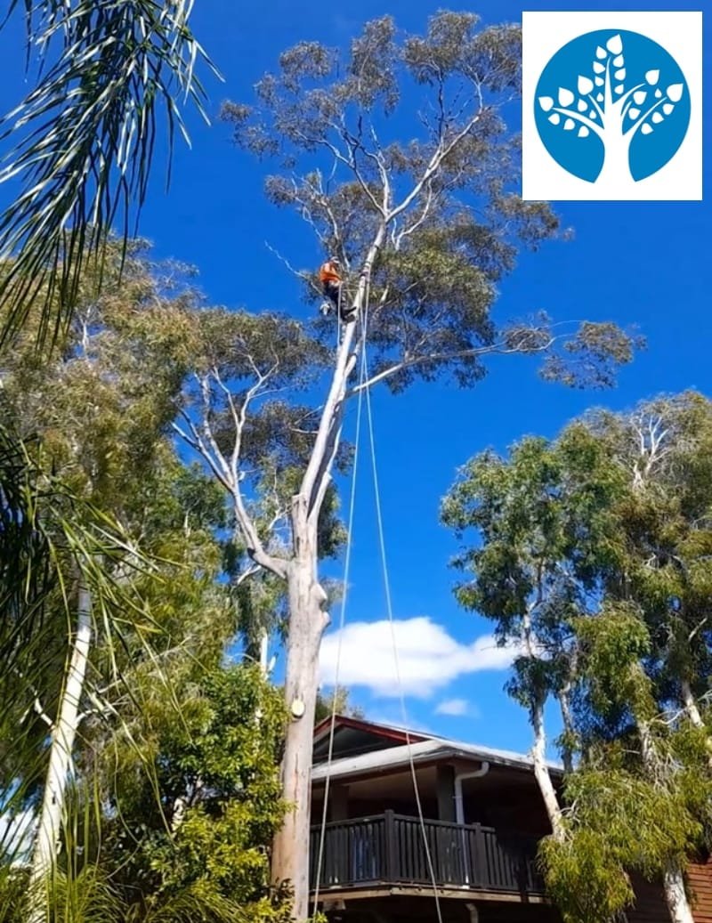 Nambour Sunshine Coast Tree Lopping Caloundra 8 Tree Removal Nambour