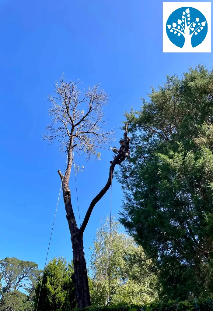 Buderim Sunshine Coast Tree Lopping Caloundra 2 Tree Lopping Buderim