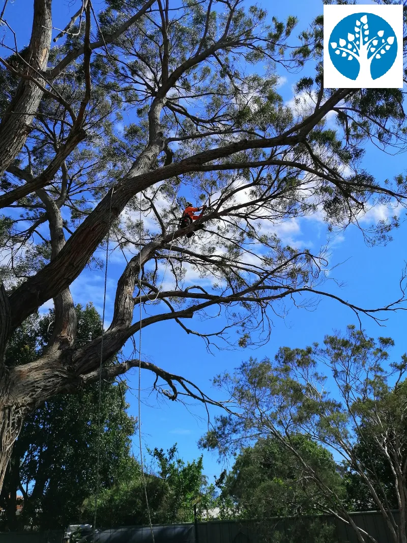 Buderim Sunshine Coast Tree Lopping Caloundra 1 Tree Service Buderim